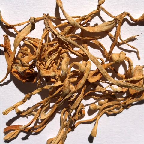 Functional Mushrooms 101: Types, Benefits, & More