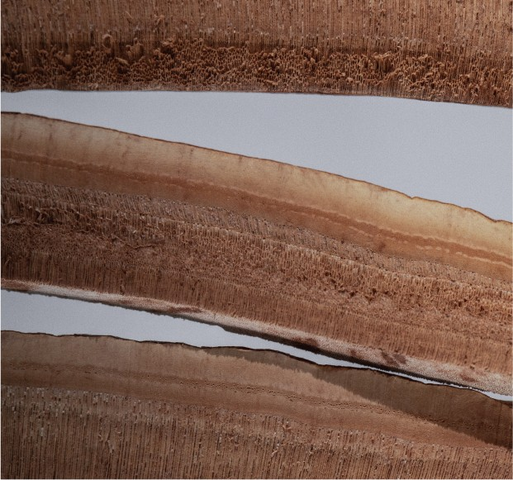 9 Incredible Benefits of Reishi Mushrooms