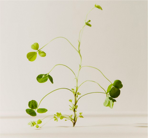 Magnesium vs. Melatonin: Which is Better?